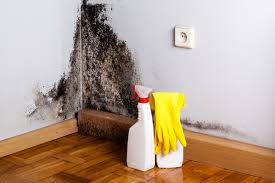 Trusted Reno, OH Mold Removal Experts